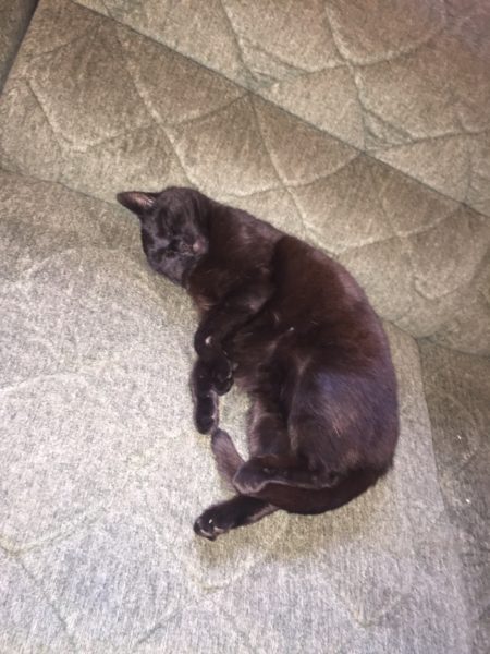 Black cat on her back